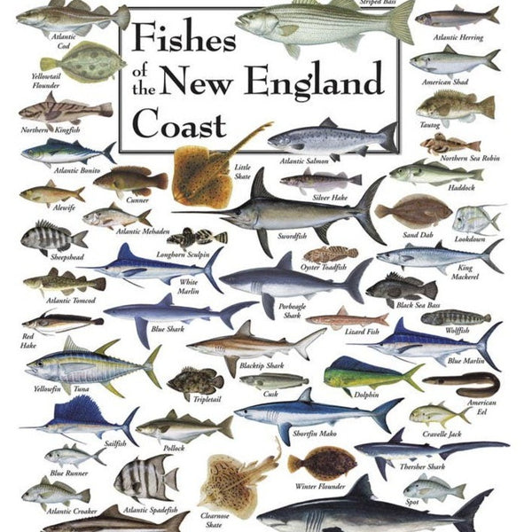 Fish of the New England Coast Puzzle