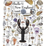 Shells of the New England Coast Puzzle